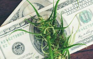 Growing Together: Tailored Financial Solutions for the Cannabis Frontier